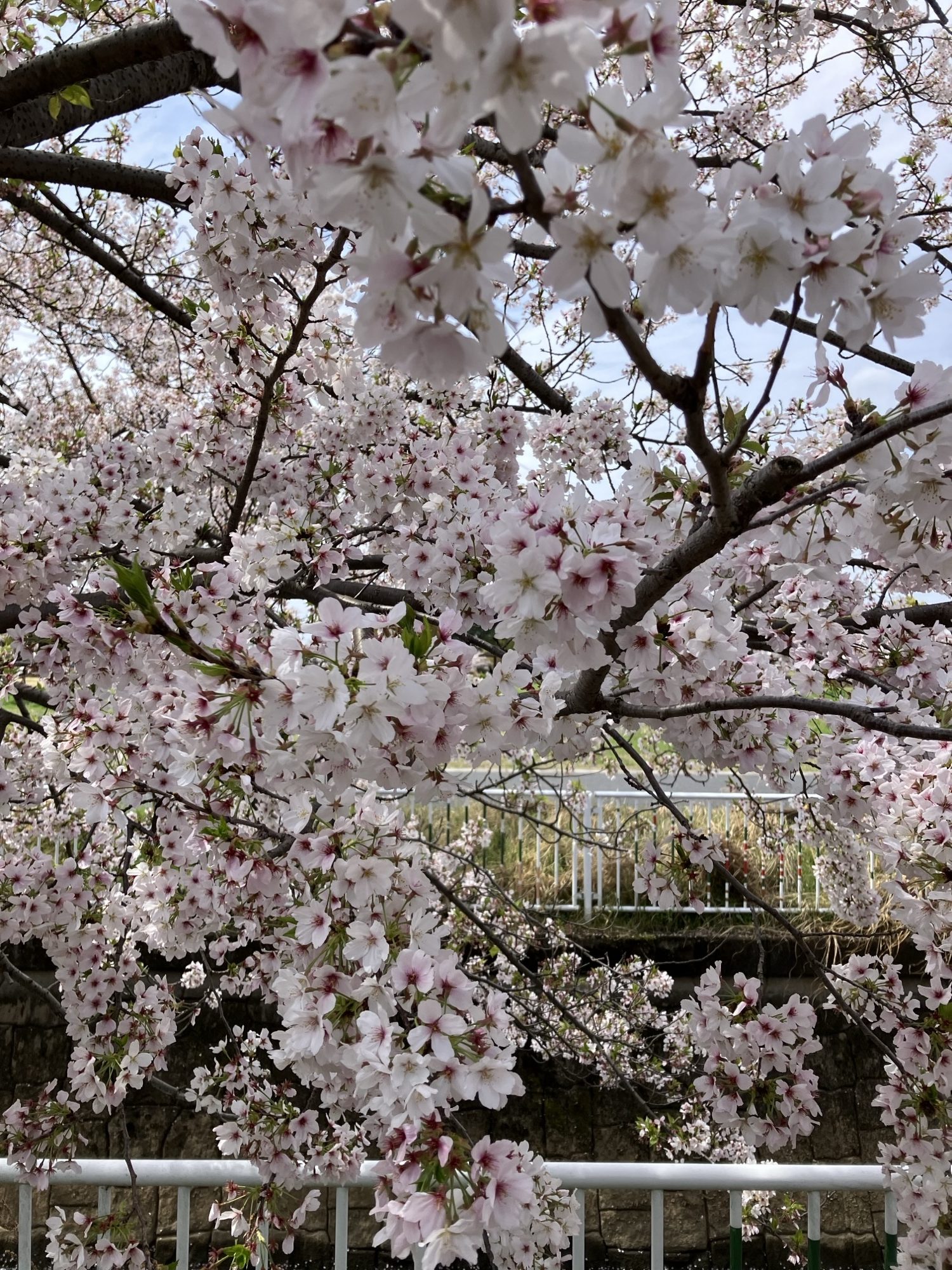 企業様と桜を見ました🌸