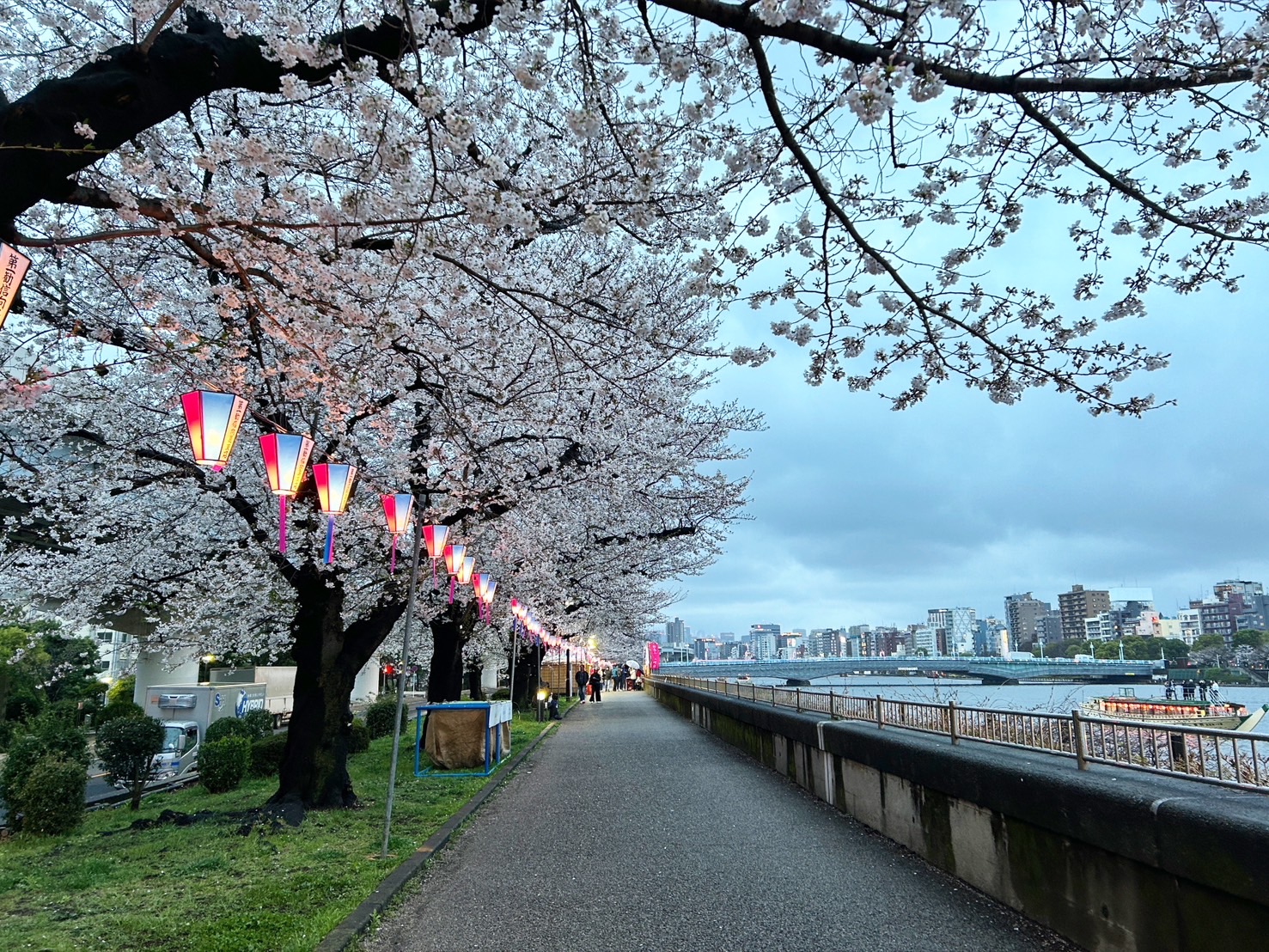 東京の隅田公園の桜